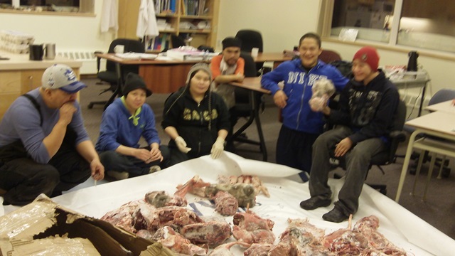 preparing caribou